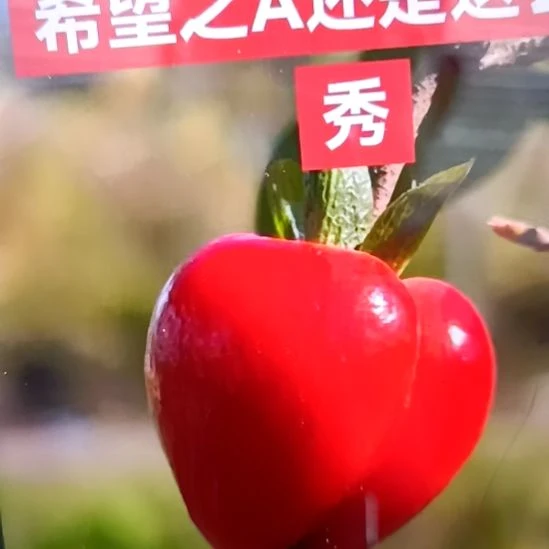 无花朵希望之A嫁接苗