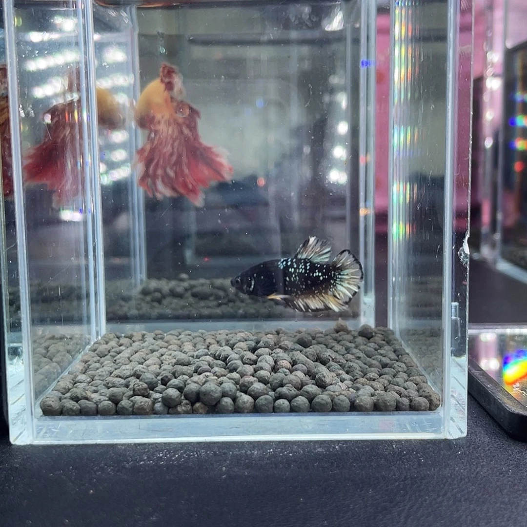 斗鱼29号13晚暗黑