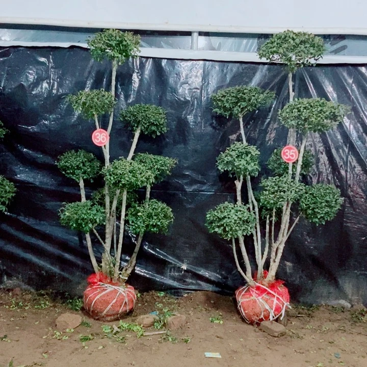 一物一拍一物一拍