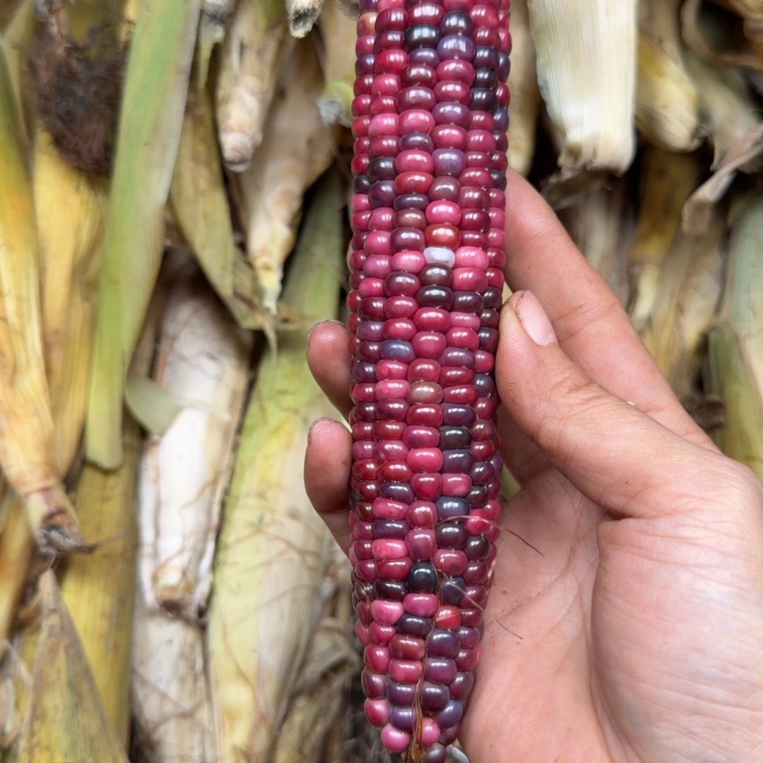 h***i吊坠柏香籽/百香籽