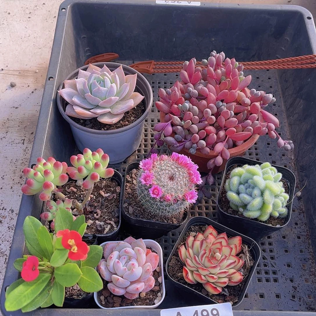 多肉499多肉植物