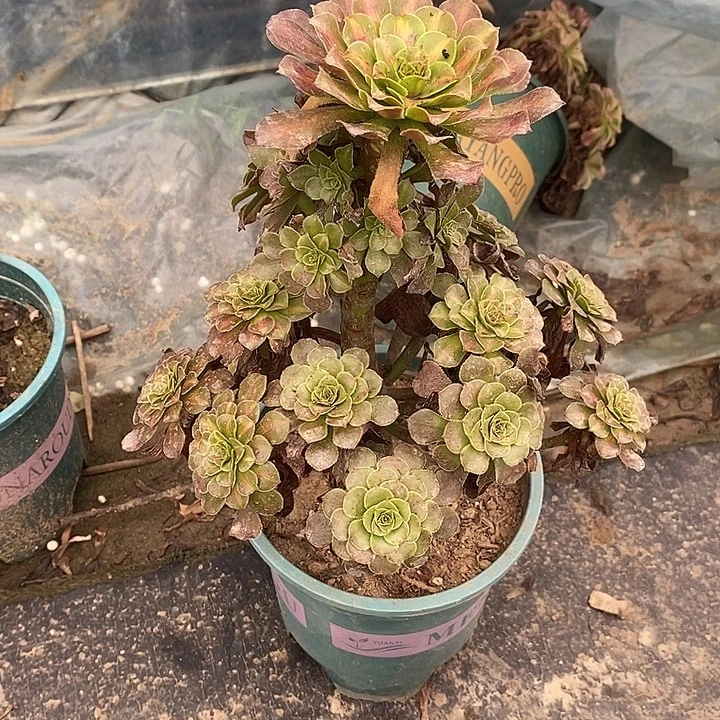 红桐中斑79多肉植物保护法师