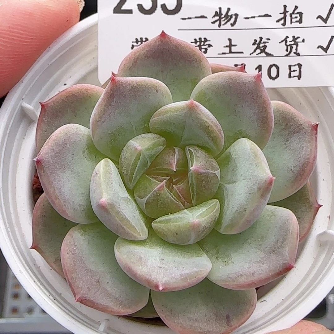 多肉0810-235甜心