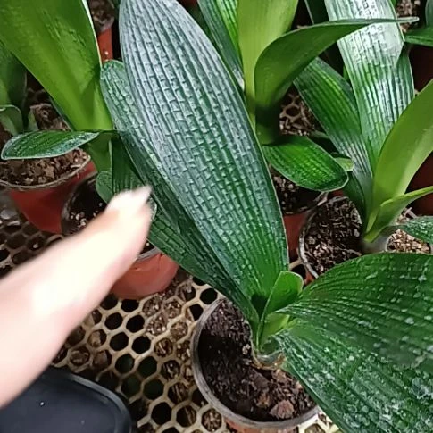 蝗***手赵雪辉本苗