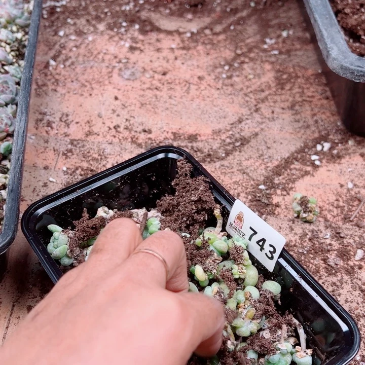 L***n多肉植物多肉植物