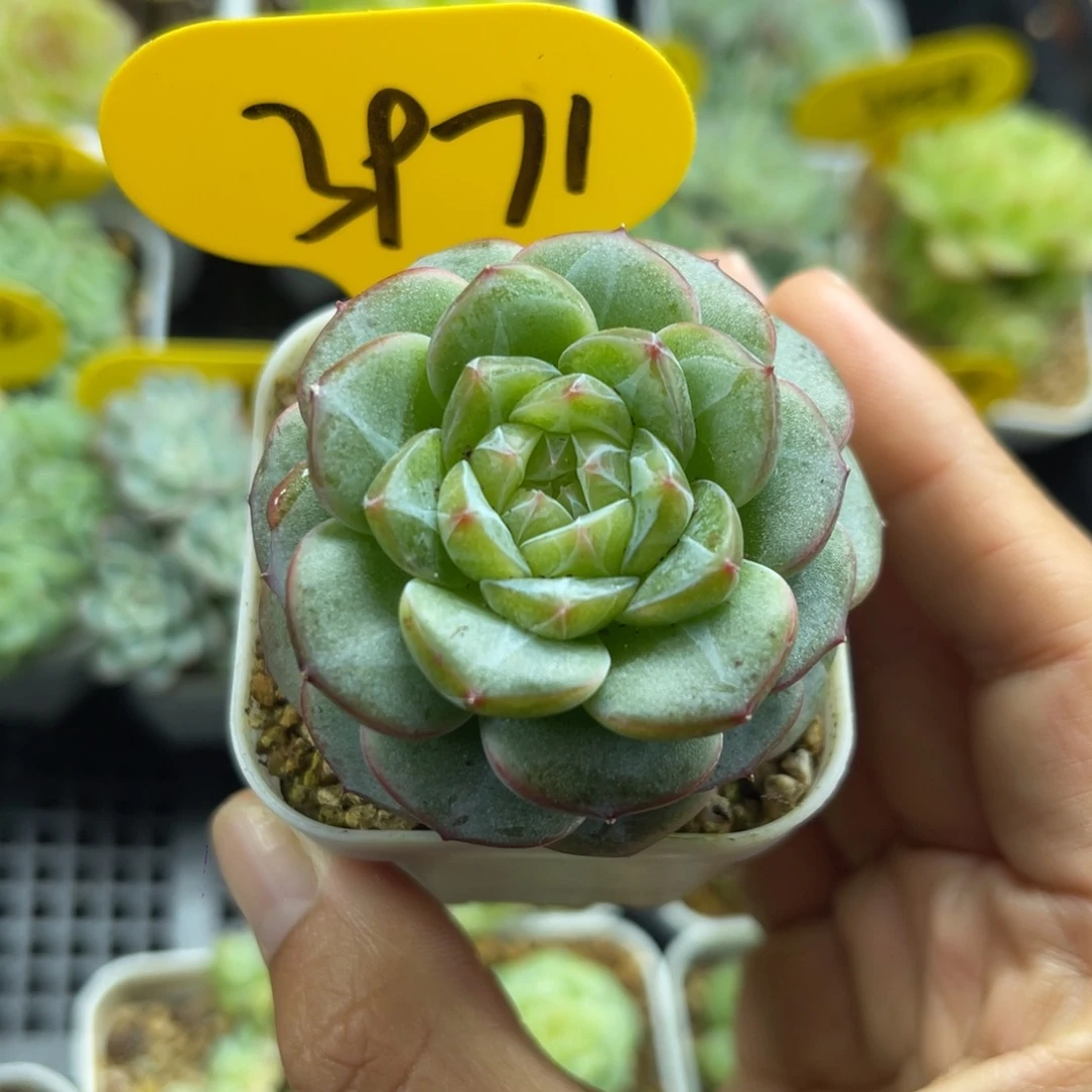 独家x8钻心珍妮3971