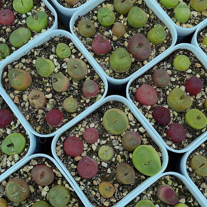 毛汗泥5.8带盆土发