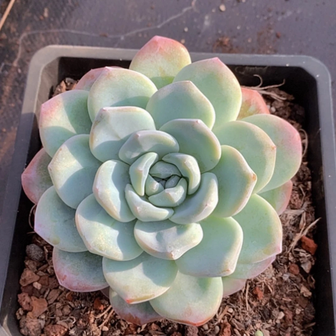 【闪购商品】云279号冰玉