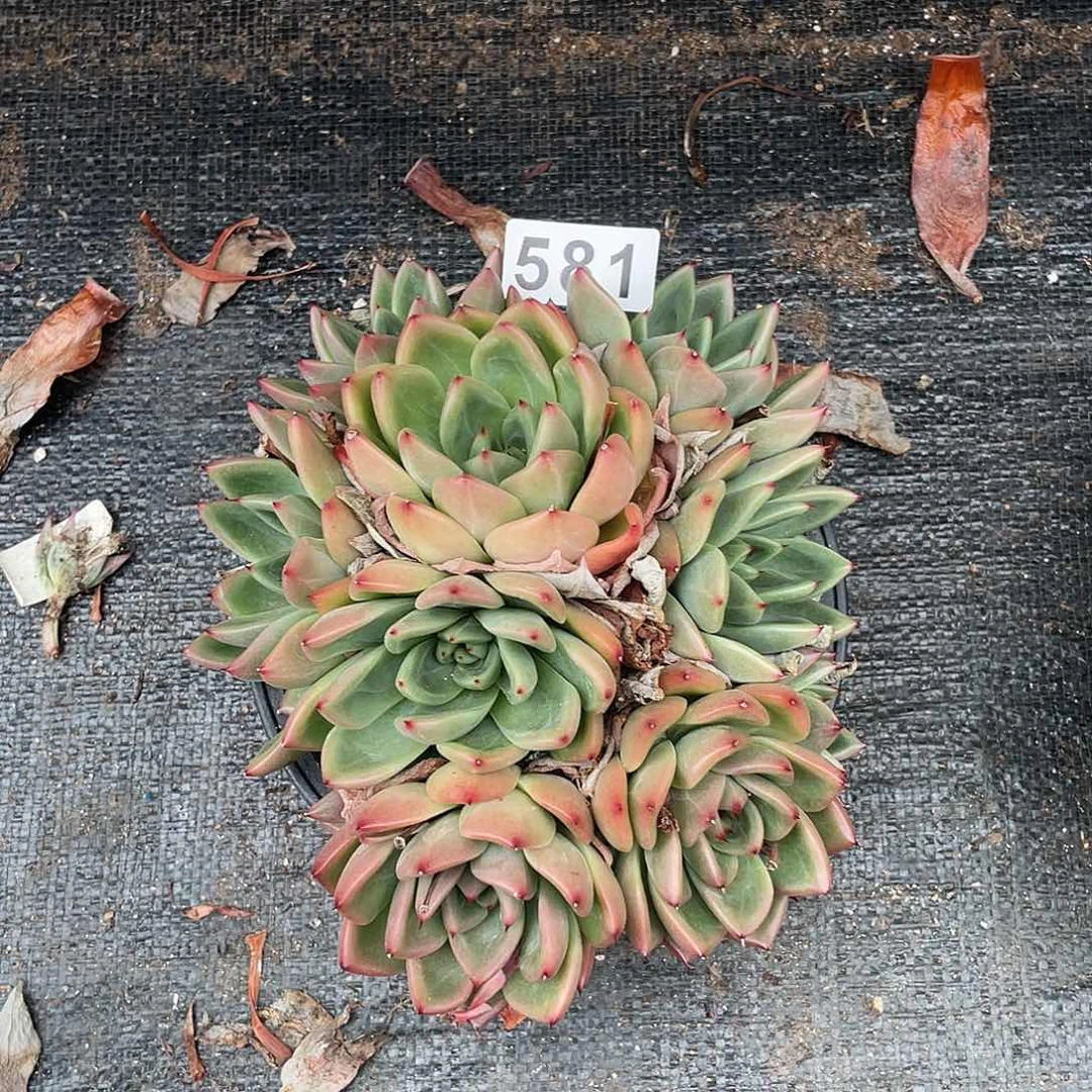 若如东云组拍581