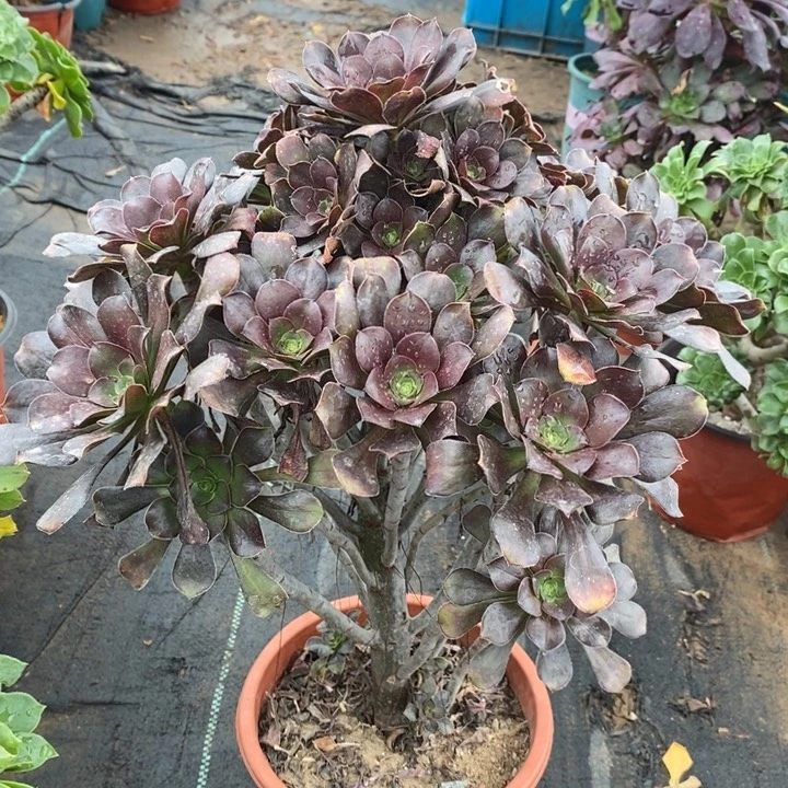 灰圆叶多肉植物3。