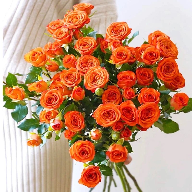 多头玫瑰鲜花泡泡玫瑰昆明斗南鲜花基地直发真花插花客厅装饰摆件