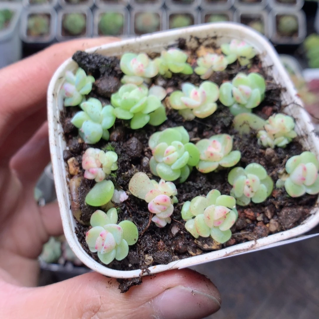 无花朵E151甜心秃子yyyyyyy