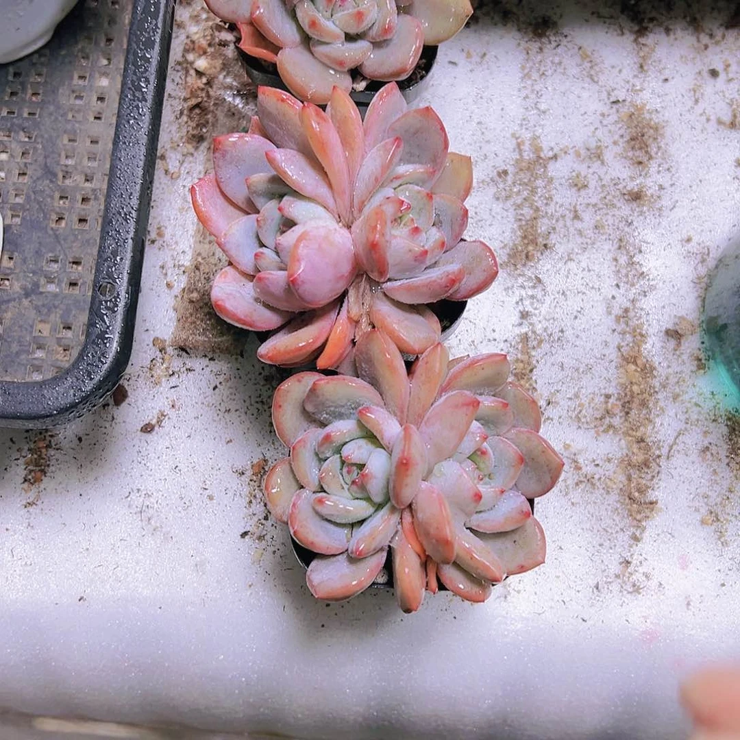 双头桔皮橙3个19包邮多肉