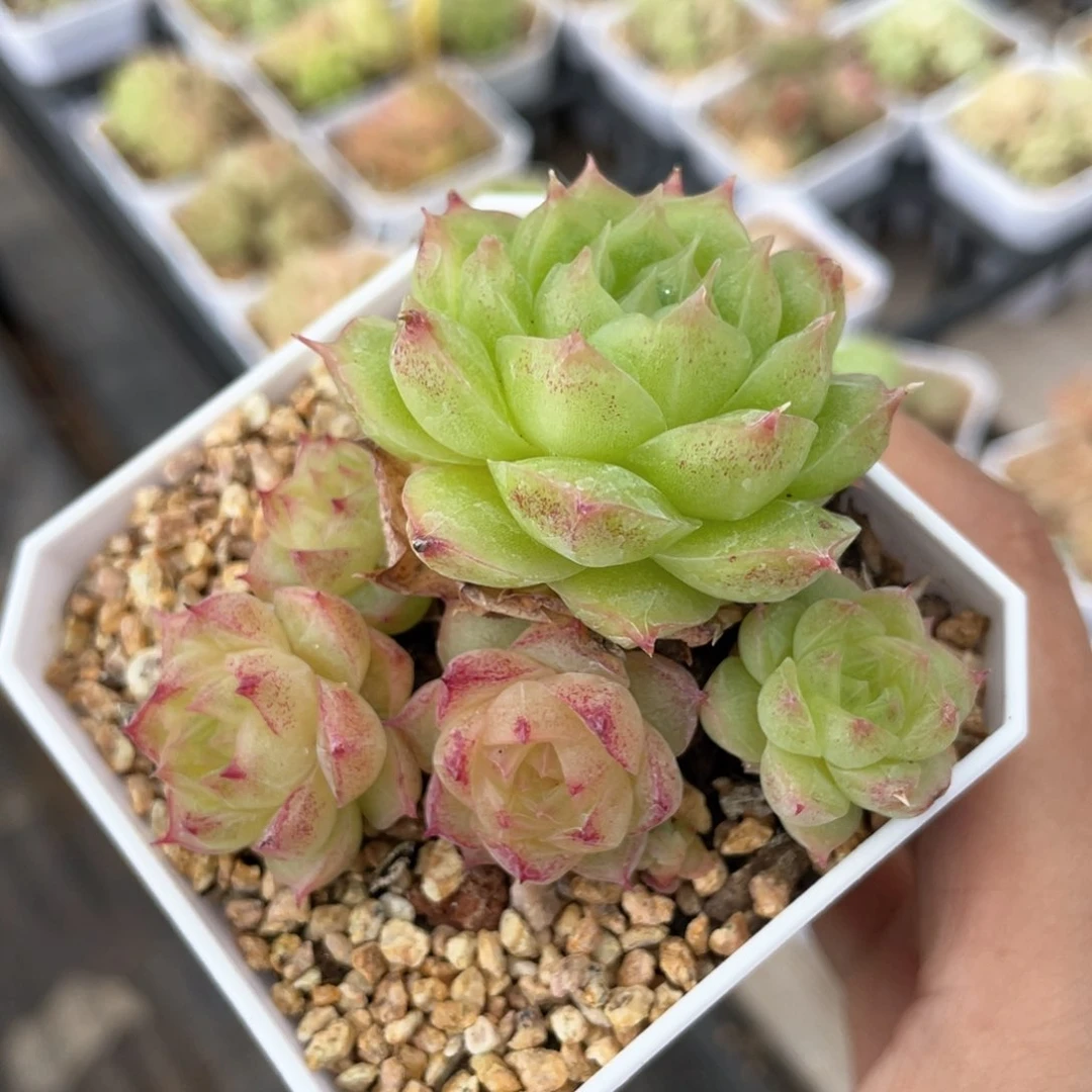 优选麦杆福利1096