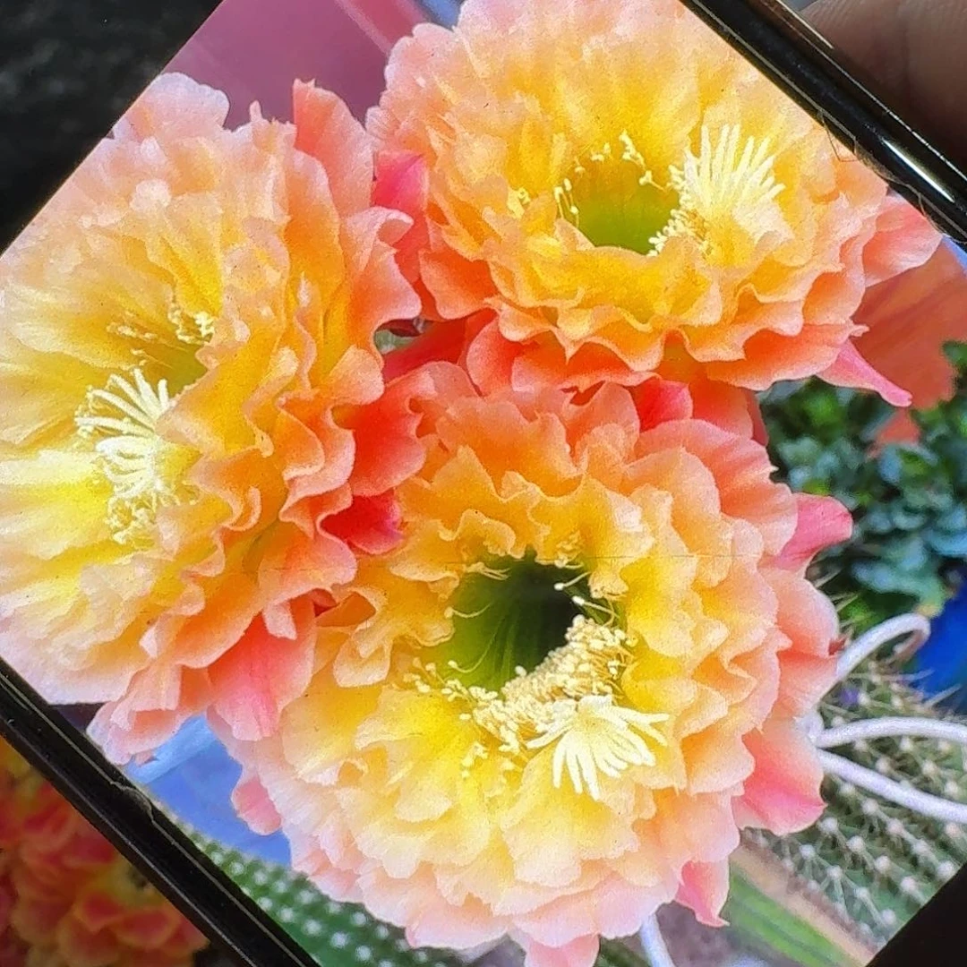 倾城之恋侧芽5公分左右毛花柱
