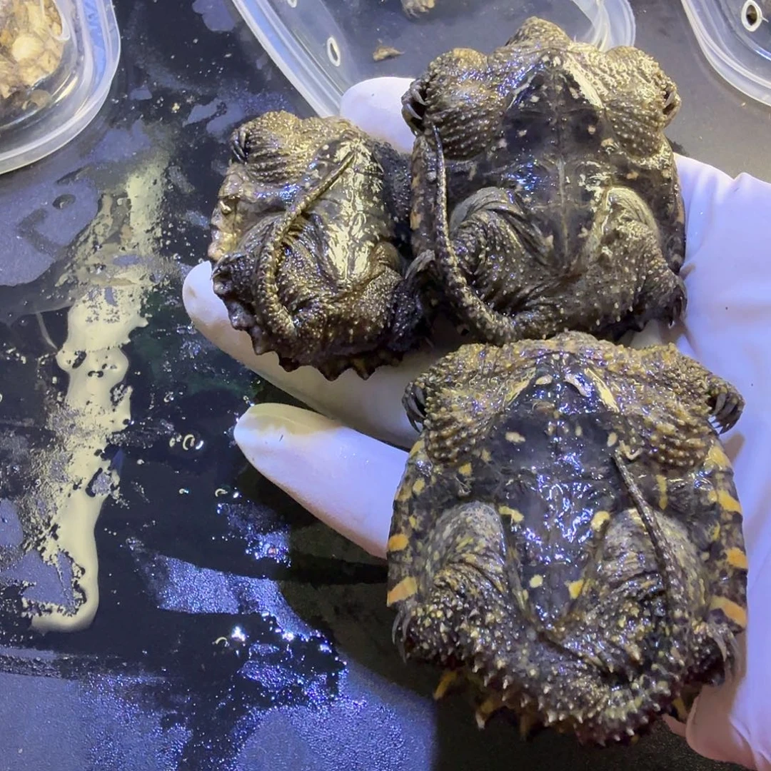 绿毛龟母乌龟龟宠