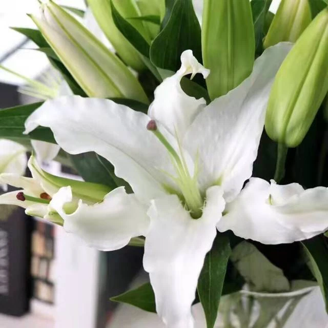 白色香水百合鲜花束云南基地直发水养家用插花速递同城