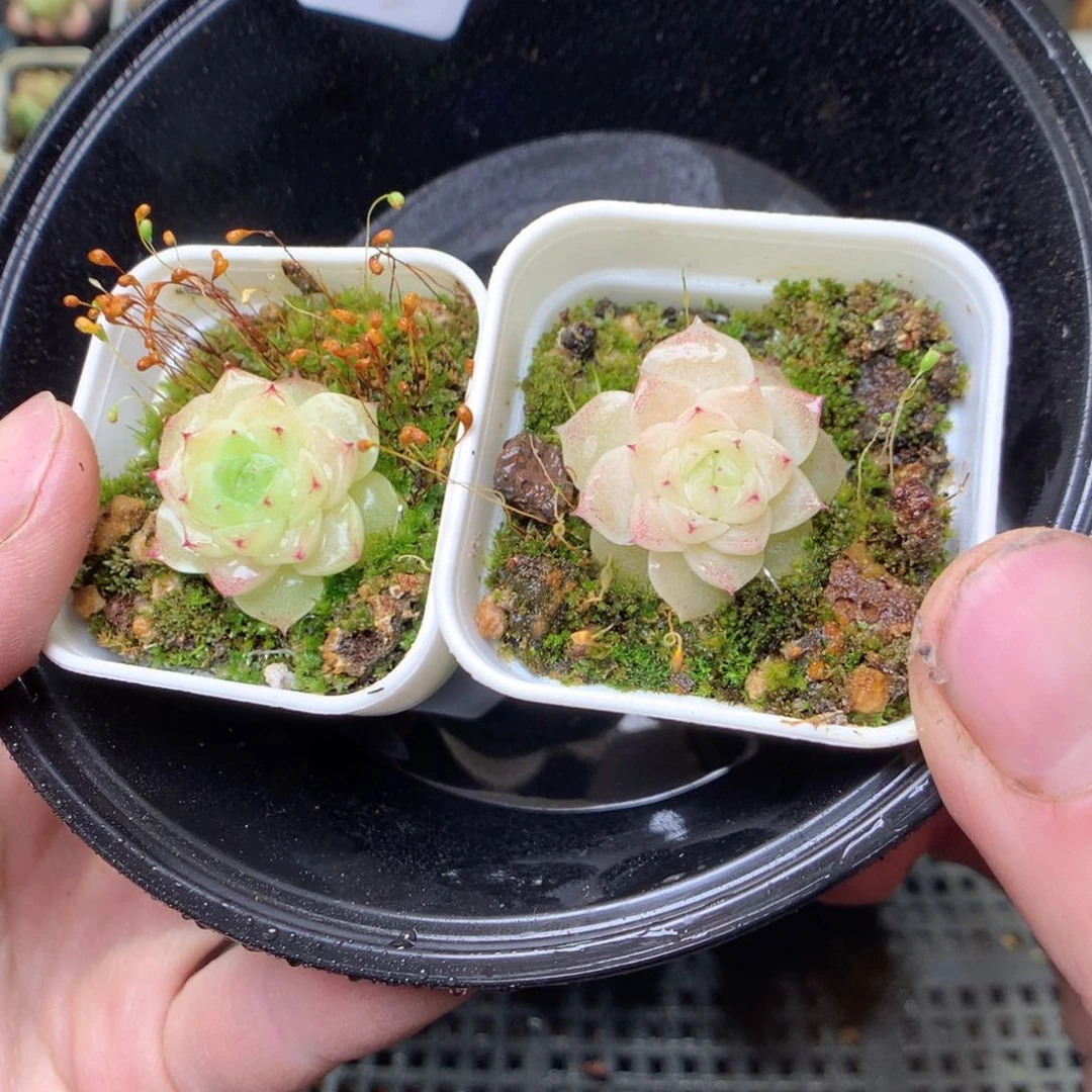 S10y y y y y y y y y t