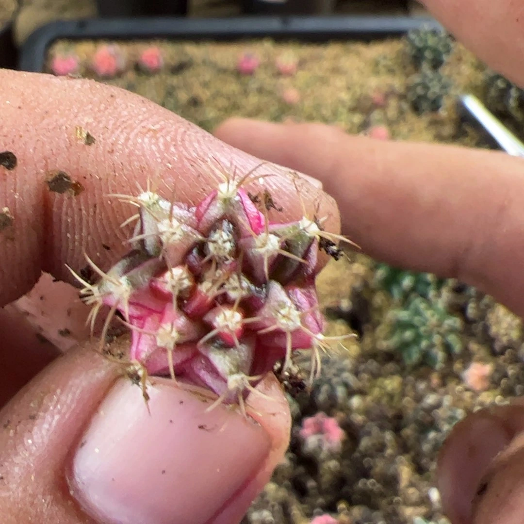 当前无花栽培后可以开花422