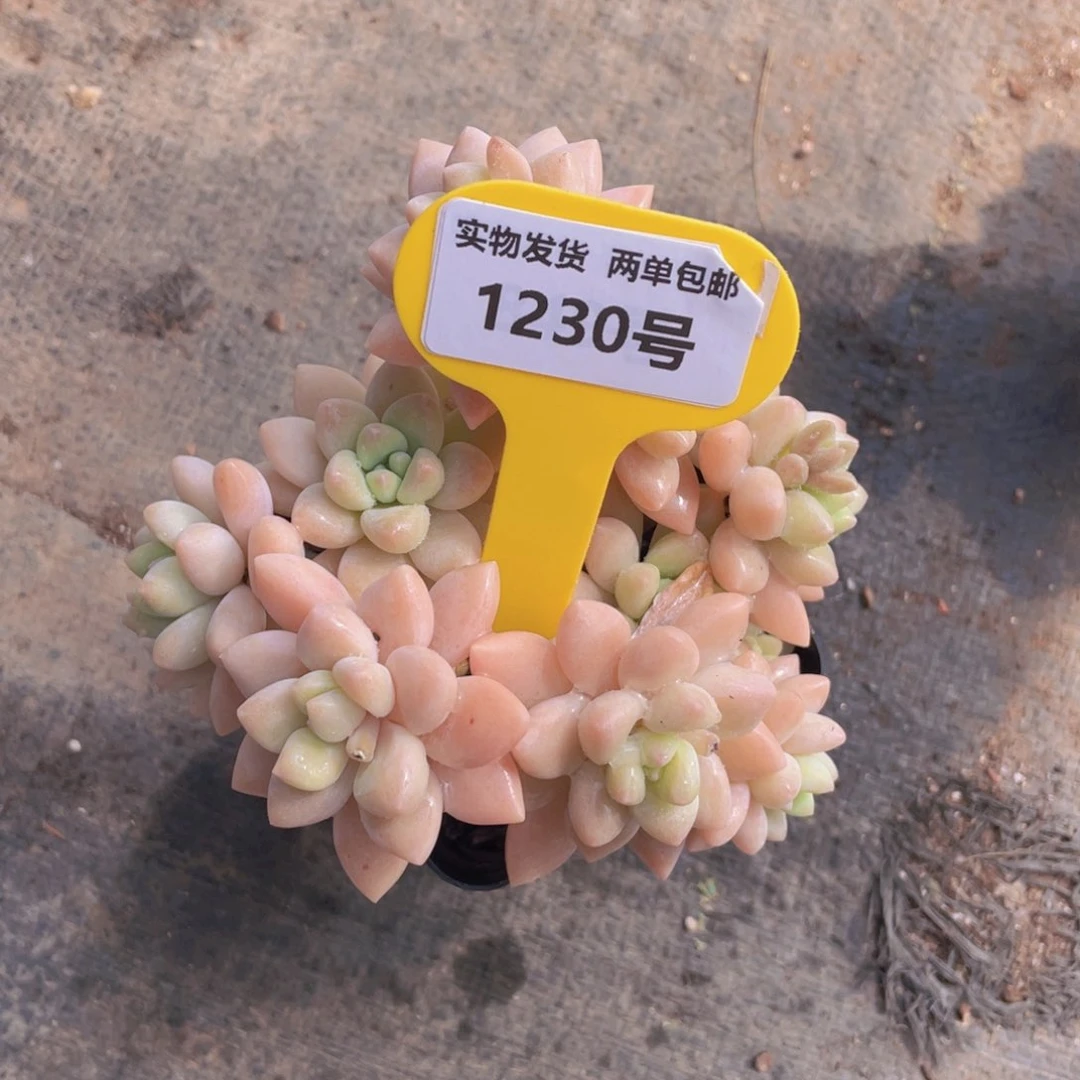 1230号 奶酪蛋糕老桩大群生一个m