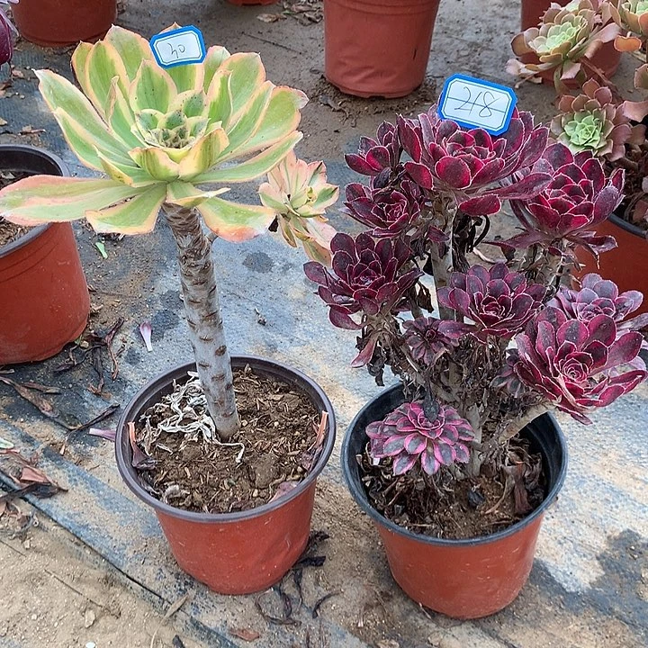 多肉植物2个30-218号