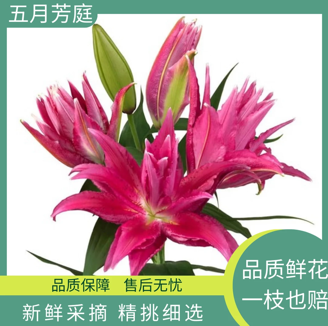 3头稀有百合火烈鸟【加布里埃拉】重瓣百合高级稀缺小众花材鲜花
