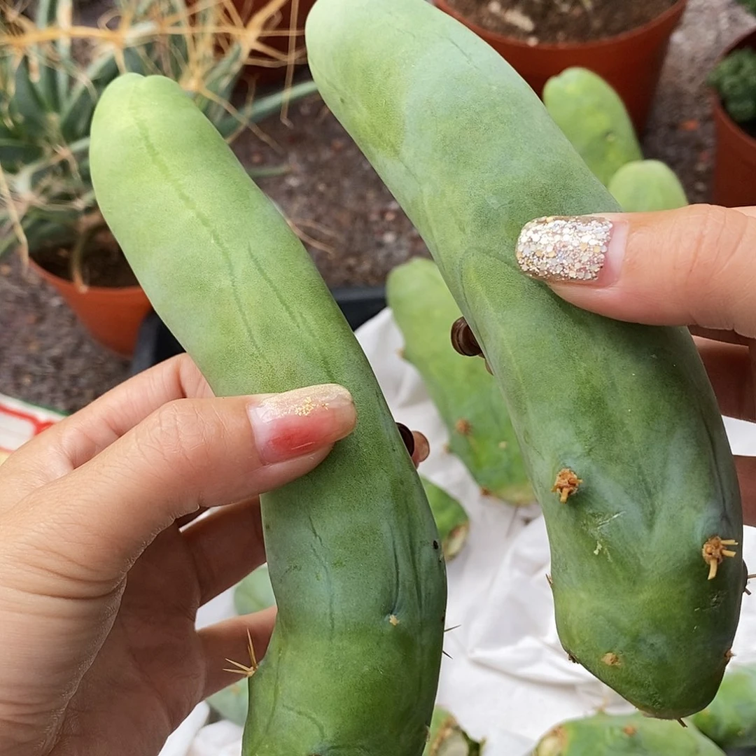 炎***夏花花草草花花草草