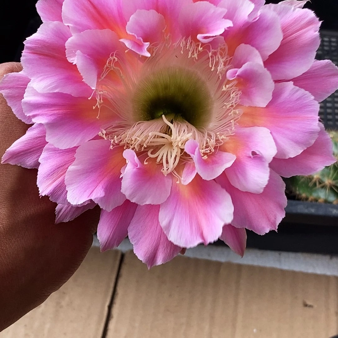 彩 云羽 侧芽歪20包邮/3公分左右 3颗