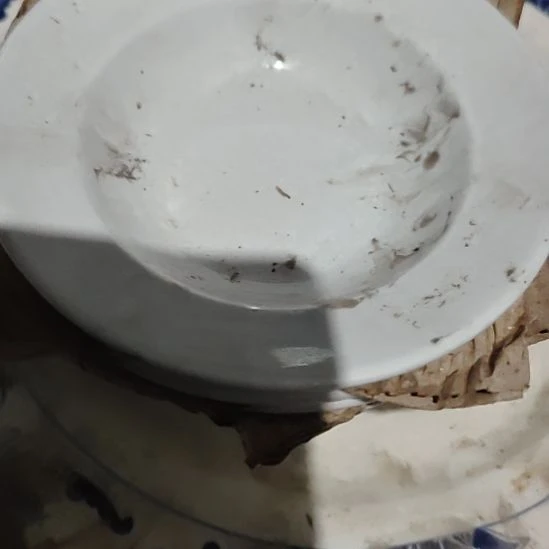 瓷发六个口径13草帽碟子！