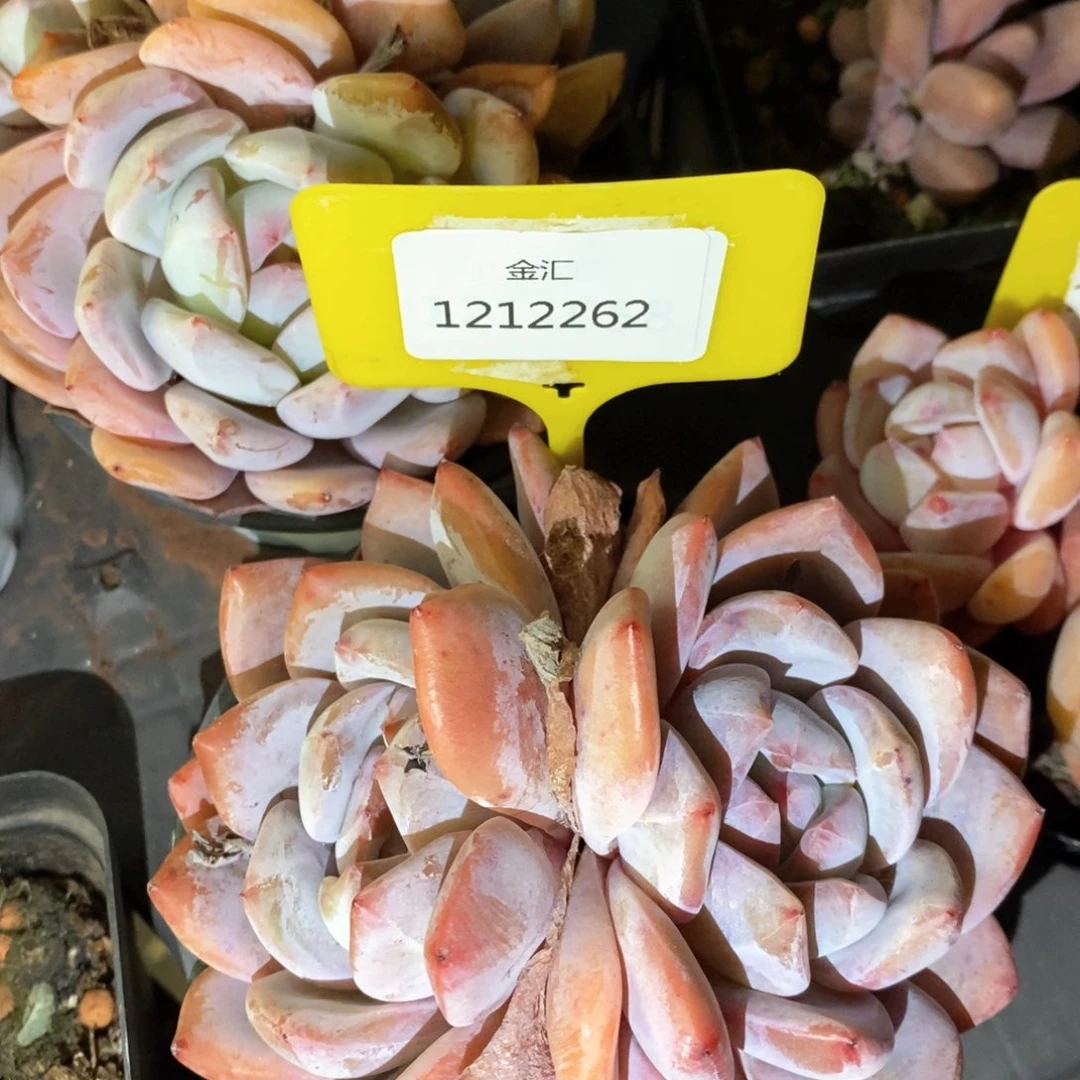 福利多多。1212262