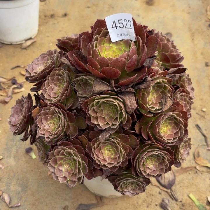 赤焰莲多肉处理不包断头4522