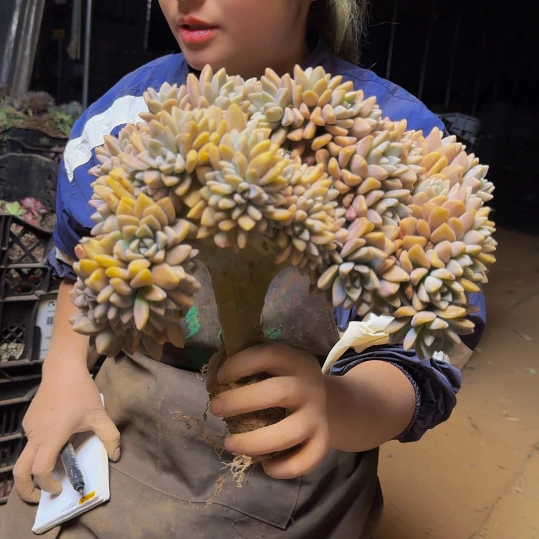 张淡雪板子朵朵坠不包损5428