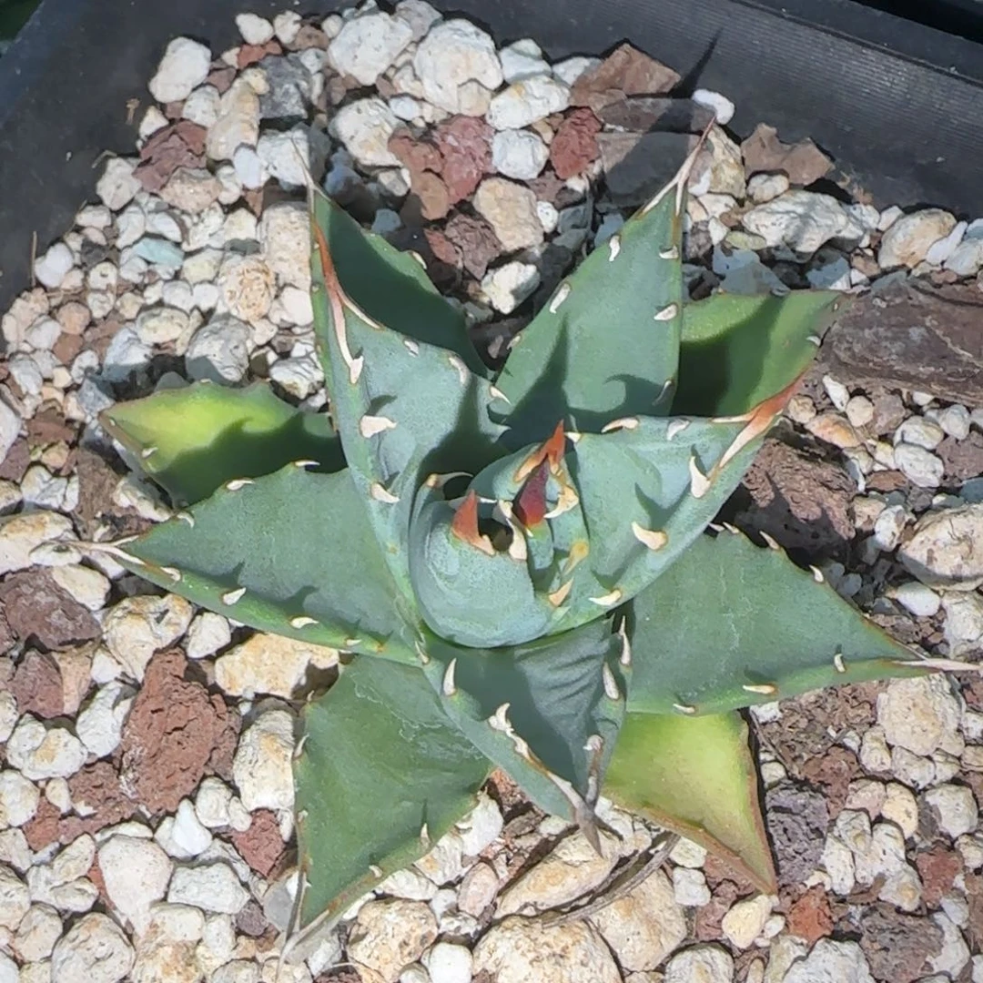 实生籽播妖炎龙舌兰