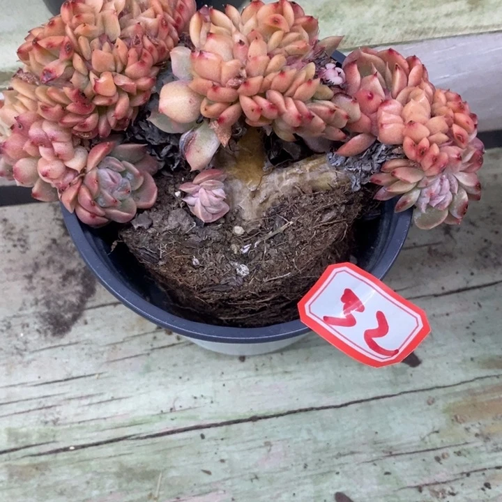 暗*一物一拍杂交缀多肉32