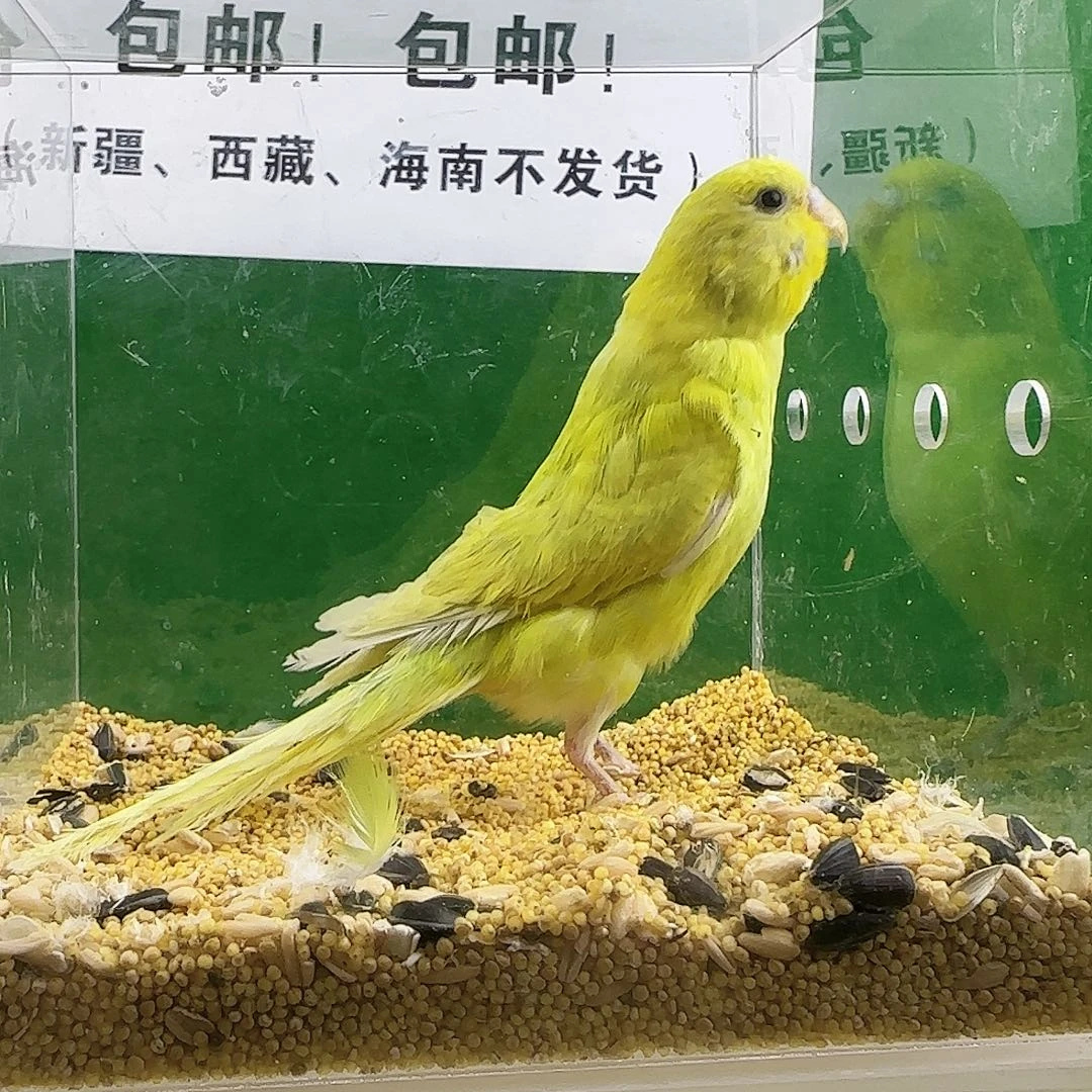 虎皮鹦鹉大头鹦鹉