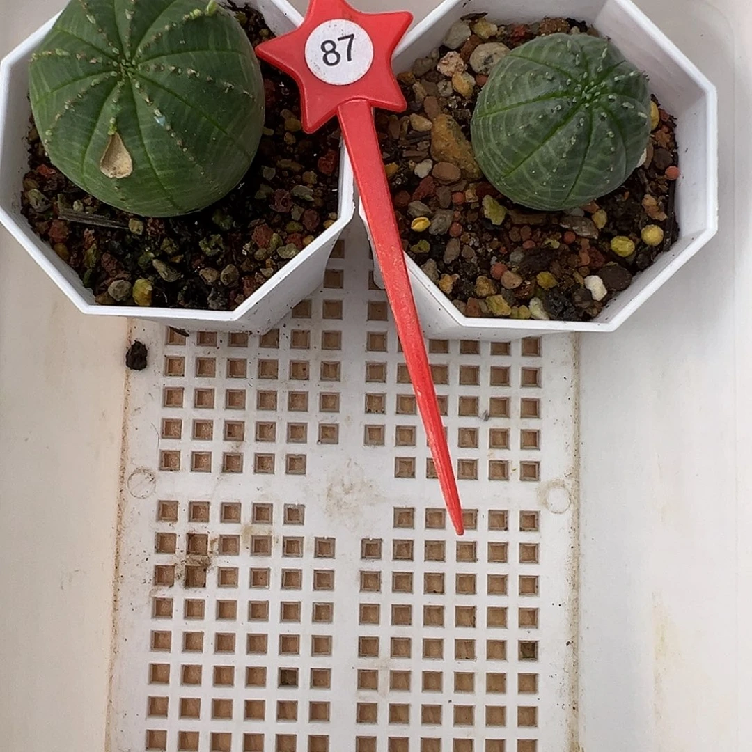 R***鑫1-87欧系布纹球实生有伤特价不退货