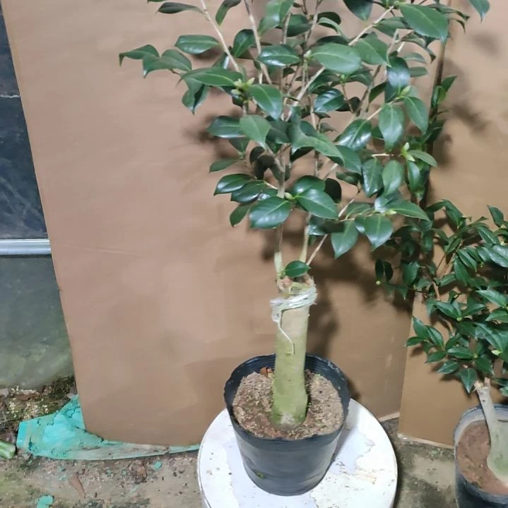 505鲍勃的爱物，原盆原土发货，不包邮