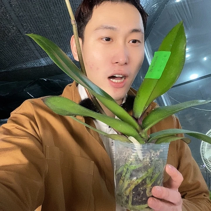 无花朵粉色迷雾3.5