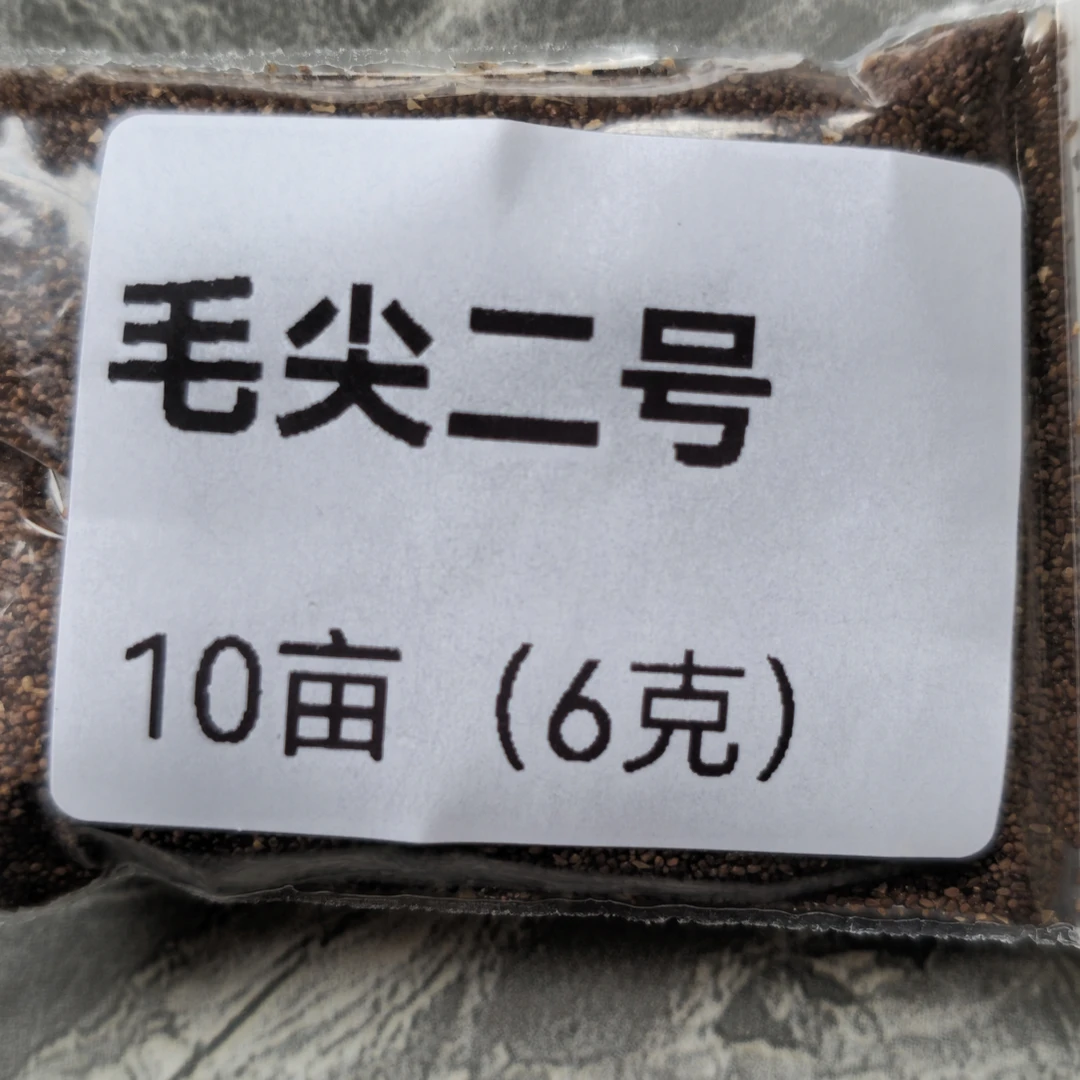 毛尖二号裸籽颗粒适用于海拔2400以下产量高抗病好烤油分好WH