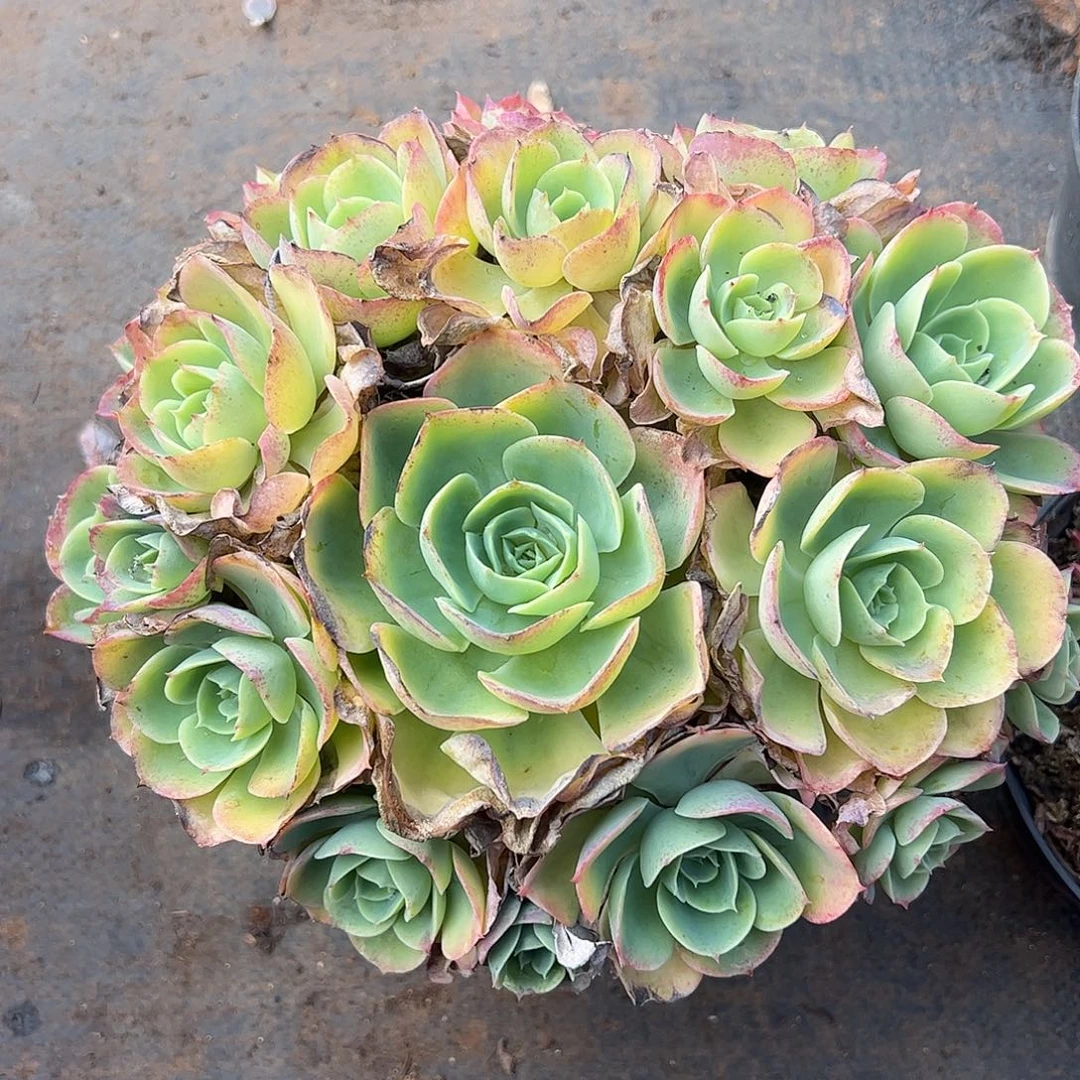 柠檬玫瑰，一物一拍