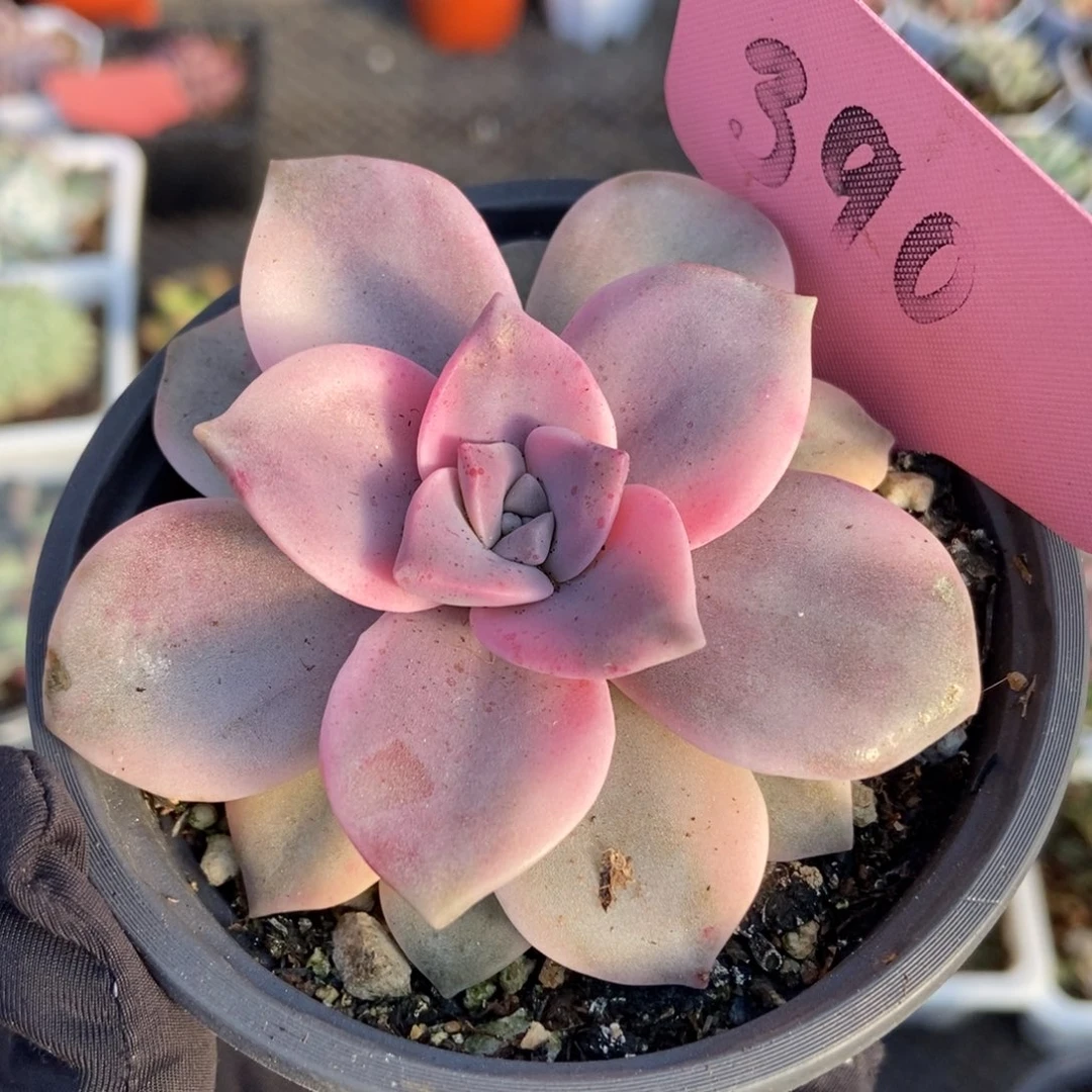 390紫乐锦多肉植物保护