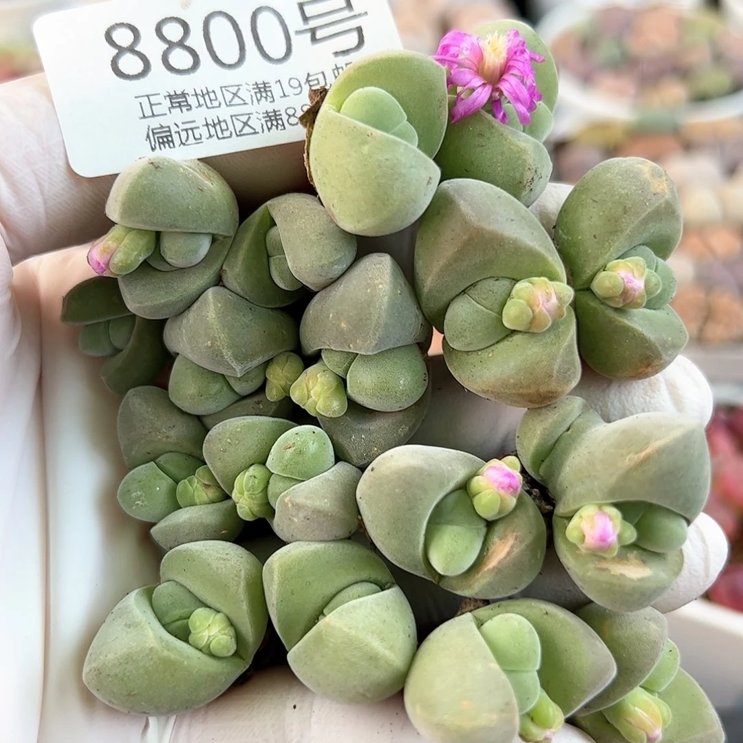 8800无比玉双头加三头共8颗开紫花