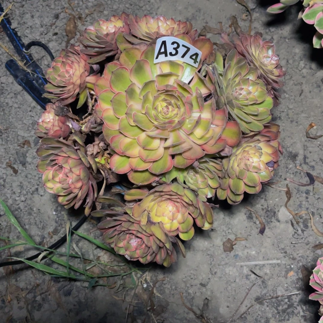 七彩万圣节16–25包邮