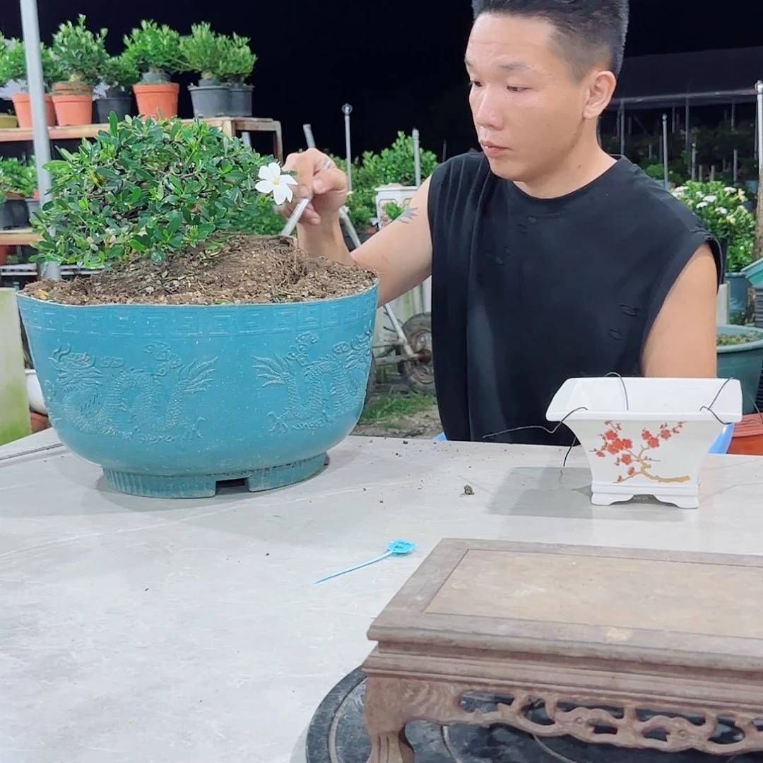 当前无花朵，栽培后可花朵我****去