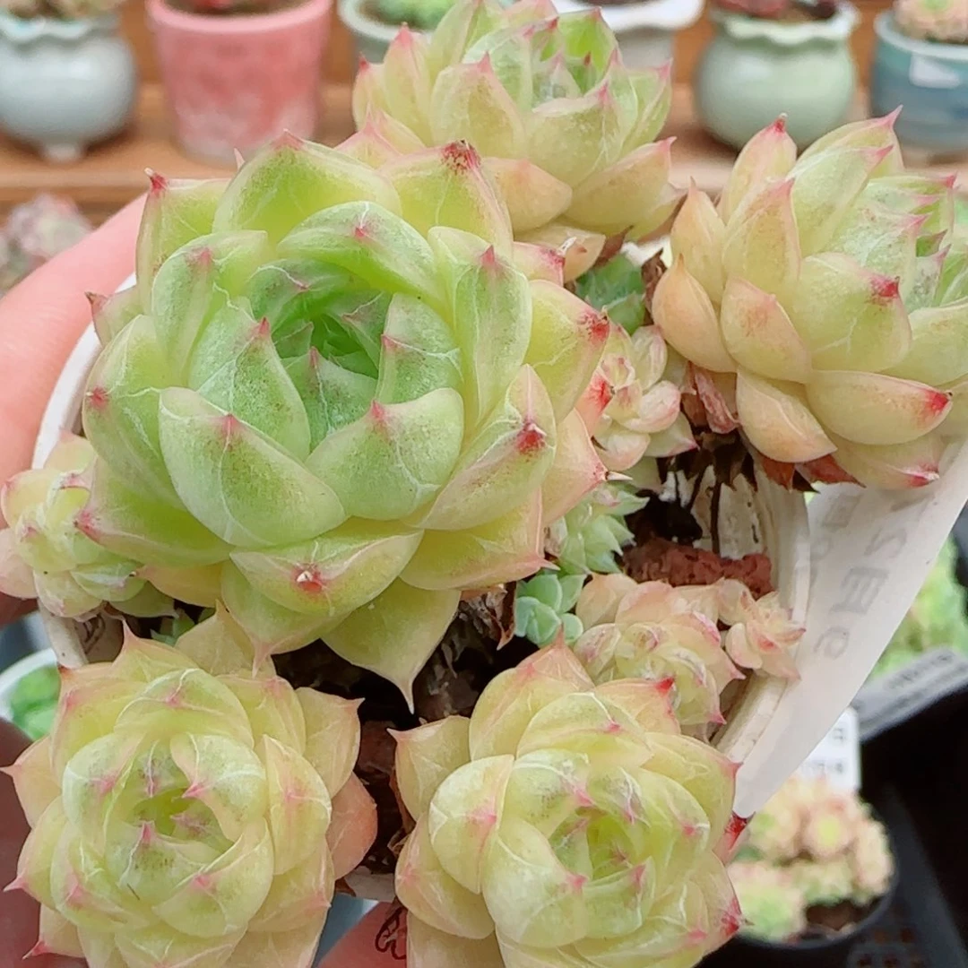花语逸镜0927-84整