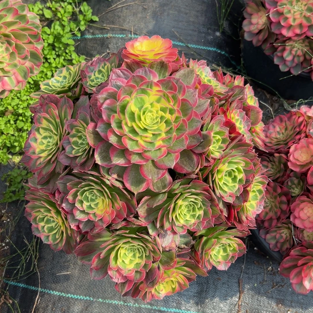 多肉植物000海王的