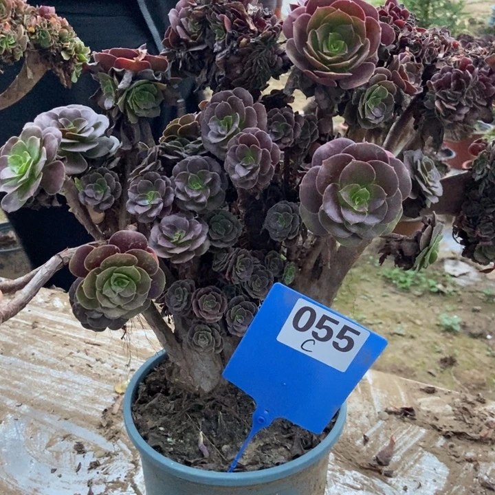 昆***厨C055欧紫锥花老桩