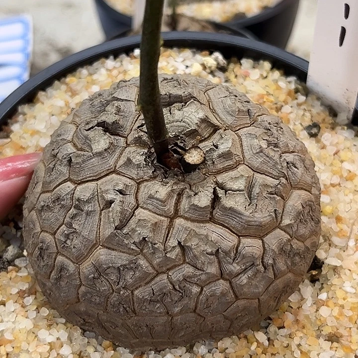 潮流植物龟甲龙9011