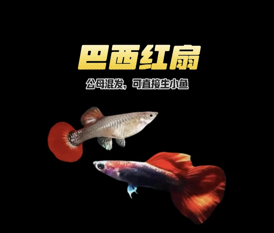 孔雀鱼热带鱼苗观赏鱼小鱼耐活好养金鱼淡水斑马鱼缸小型凤尾活体