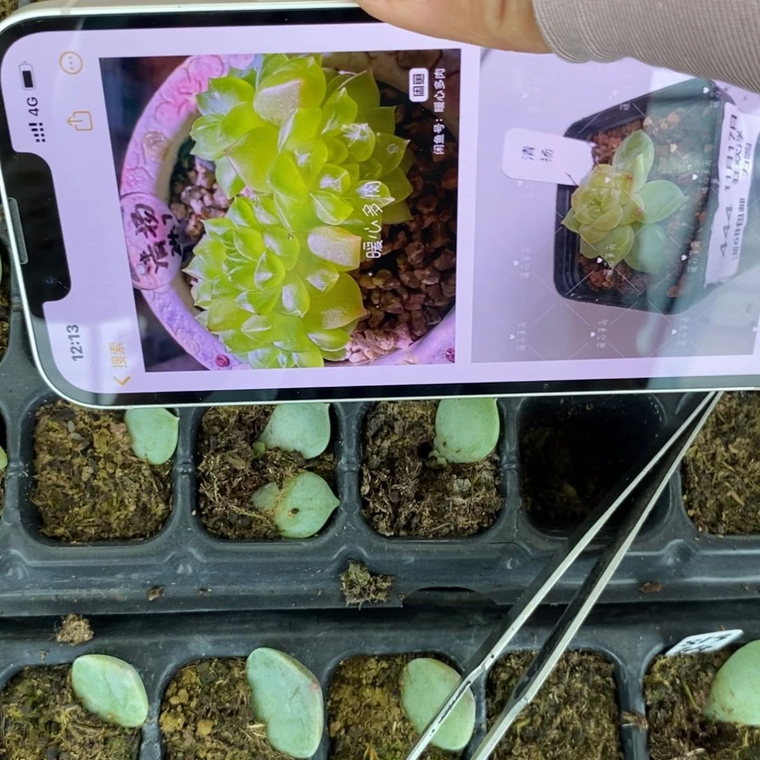 穴盘青扬826芽苗一个多肉